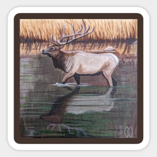 Bull Elk Reflections Sticker